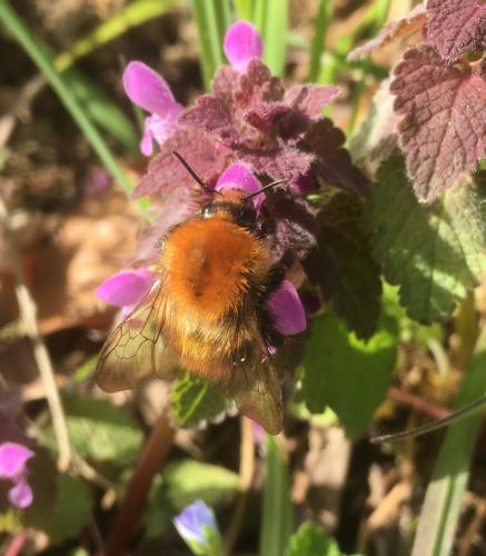 Réf. 277 492 : Bombus pascuorum